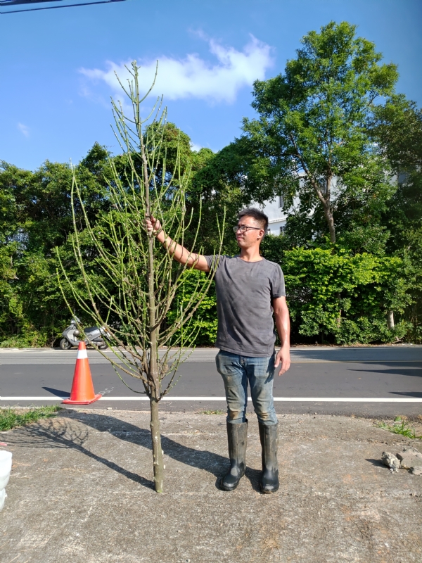 jeff的第二张照片--华安婚介网